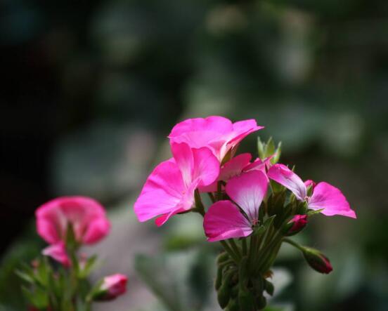 天竺葵移盆后要澆水嗎，不干不澆、澆則必透
