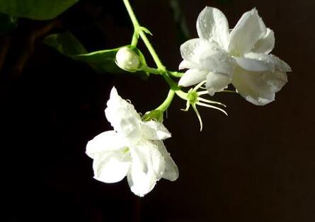 茉莉的養(yǎng)殖方法和注意事項，過多的澆水會導(dǎo)致茉莉死亡