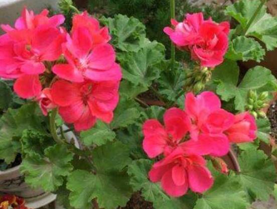 天竺葵夏天可以扦插嗎，可以/總結(jié)最簡(jiǎn)易四個(gè)步驟