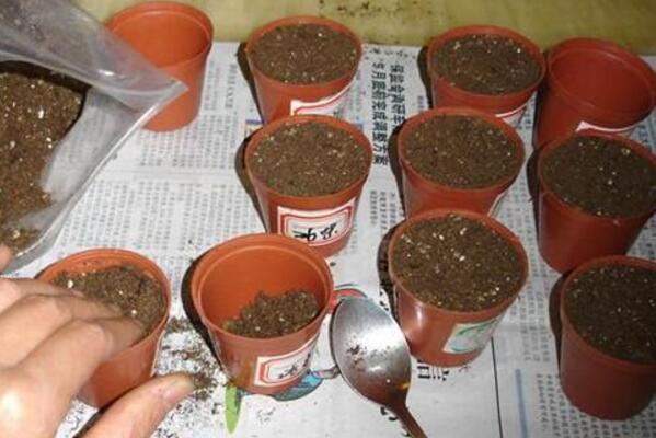 矮牽牛花種子播種方法，只需要簡單的5步即可