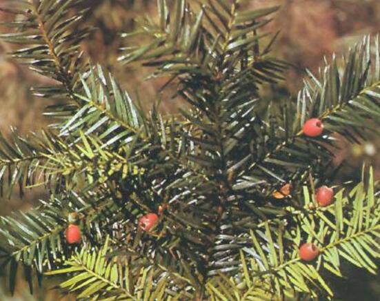 紅豆杉怎么換盆，三個簡單方法教你輕松學會