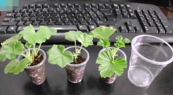 天竺葵扦插，天竺葵扦插方法