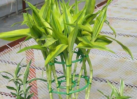 富貴竹怎么修剪，富貴竹修剪方法圖解