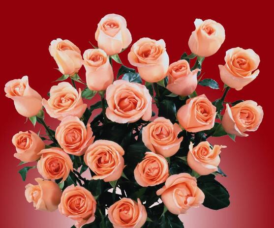 玫瑰花什么時(shí)候開花，玫瑰開花在每年初夏期間