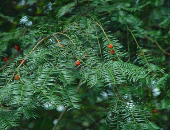 紅豆杉的品種，盤點(diǎn)中國紅豆杉五大品種