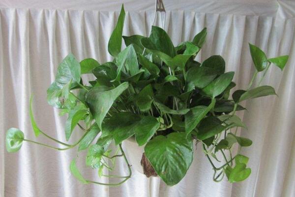 綠蘿吊蘭怎么繁殖，主要采用扦插的方法進(jìn)行繁殖
