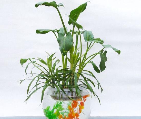 馬蹄蓮可以水培嗎，馬蹄蓮水培方法