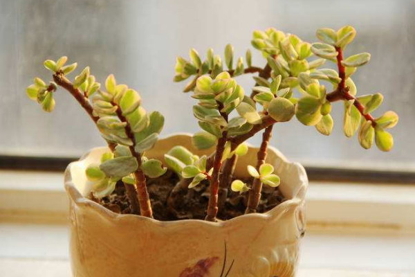 雅樂(lè)之舞怎么養(yǎng)成粉色，掌握以下要點(diǎn)是關(guān)鍵