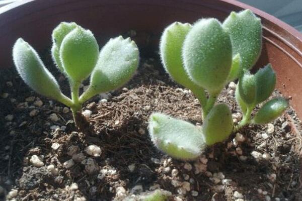 熊童子怎么繁殖，熊童子扦插繁殖方法