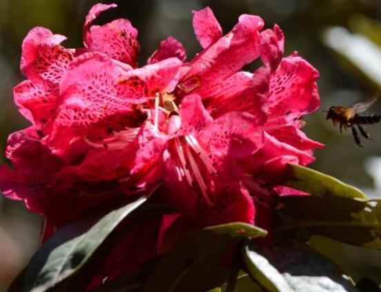 杜鵑花花后怎么修剪，老農(nóng)教你五大基本要點