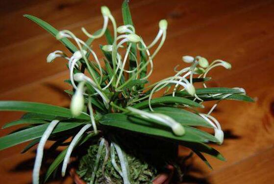 蘭花的品種，細(xì)數(shù)蘭花十大最珍貴的品種