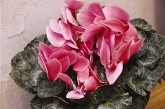 仙客來(lái)怎么修剪，仙客來(lái)剪葉子教程