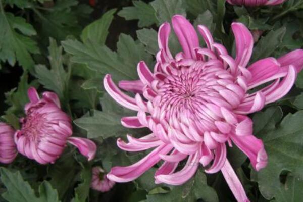 菊花花期需要施肥嗎，適當(dāng)施撒磷鉀肥