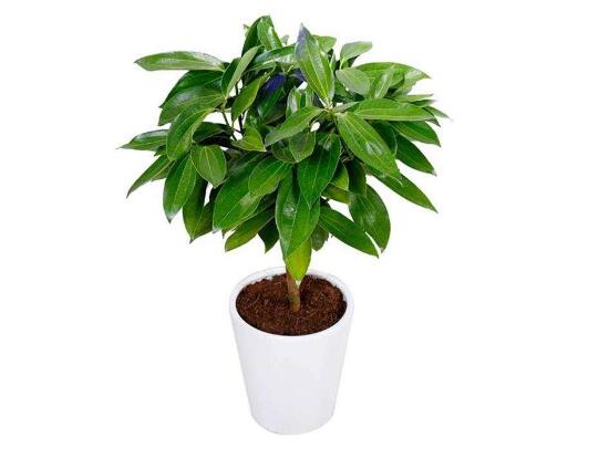 平安樹爛根怎么辦，平安樹爛根處理方法