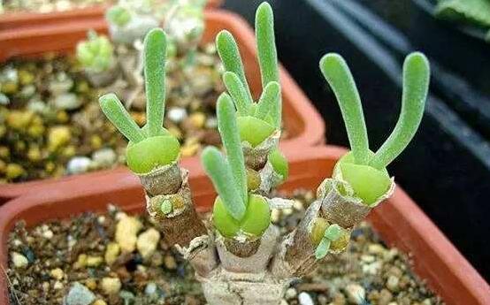 碧光環(huán)的用土方法，四份營養(yǎng)土六份蛭石一份珍珠巖混合配制