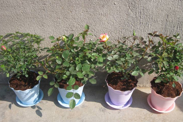 玫瑰花種植技術(shù)，建議在春秋季進(jìn)行種植