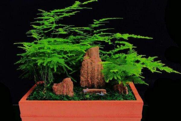 文竹多久澆一次水，正常情況下2~3天澆水一次即可