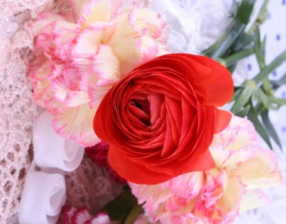 康乃馨送什么人，送母親最為合適(最真摯深愛)