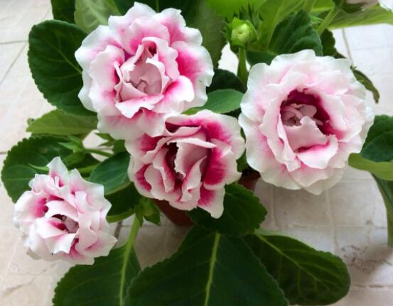 大巖桐與芙蓉的區(qū)別，解析最直觀三種分辨方法