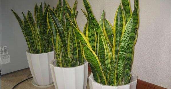 虎皮蘭葉子發(fā)黃干癟怎么辦，控制好溫度、光照以及肥水