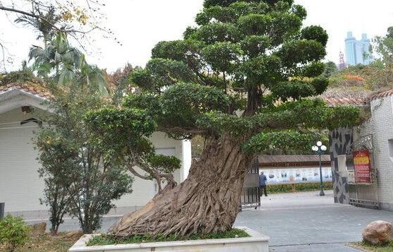 羅漢松花期，羅漢松花期為一個月(5月份開花)
