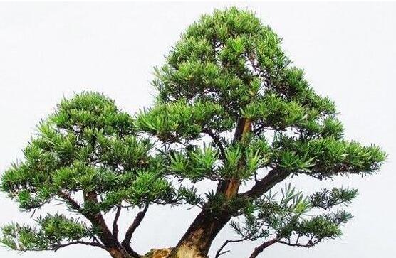 羅漢松怎么澆水，羅漢松澆水方法