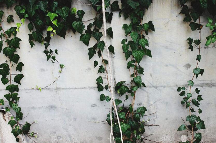 一品紅凈化空氣嗎，不能凈化/最好不要放在兒童房間中養(yǎng)殖