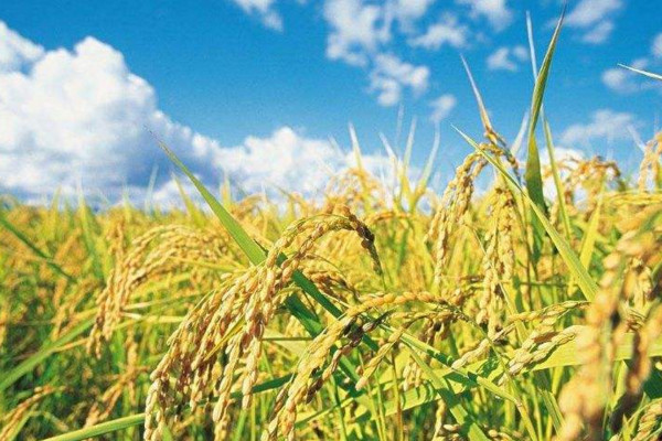 適合春天種的農(nóng)作物