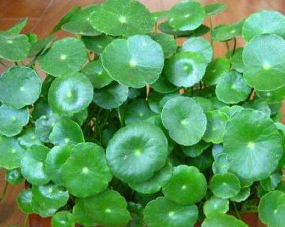 水培銅錢草葉子發(fā)黃怎么辦，四種原因以及解決方法