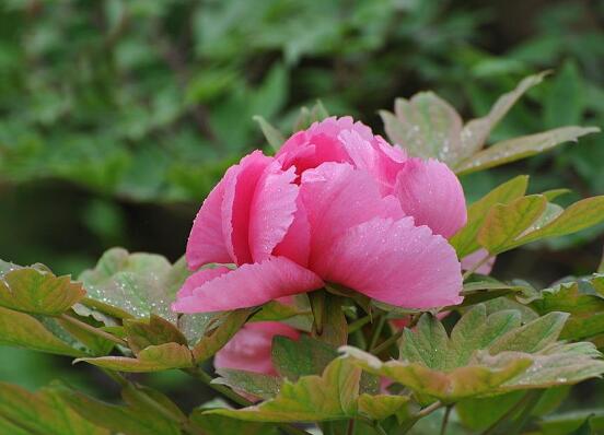 牡丹花可以水培嗎，牡丹花水培方法