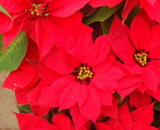 一品紅發(fā)黃掉葉子，盤點最常見的三種原因以及解決方法