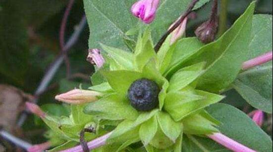 牽?；ㄓ卸締?，牽牛花適合在室內(nèi)養(yǎng)嗎