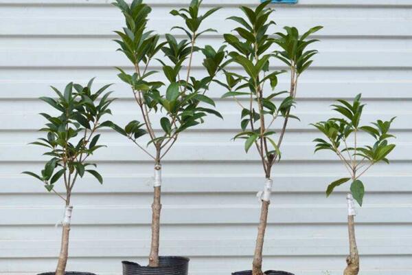 桂花樹幼苗多少錢，桂花樹價格表圖