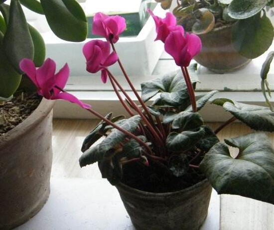 仙客來(lái)開花后怎么養(yǎng)，仙客來(lái)花的養(yǎng)護(hù)技巧