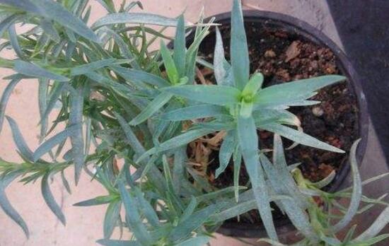 康乃馨為何葉子尖黃，康乃馨葉子發(fā)黃怎么辦