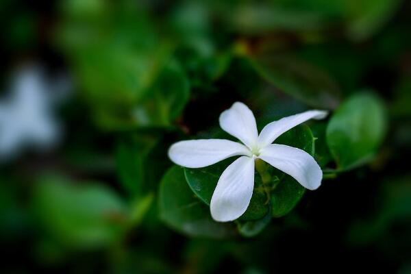 鐵茉莉怎么修剪，不同時期不同的修剪方法
