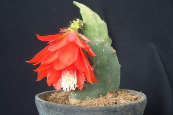 令箭荷花的養(yǎng)殖方法，5步讓你的令箭荷花顏值更高