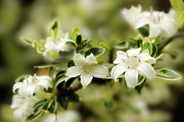 六月雪葉子干枯掉落，澆水不及時(shí)/光照過(guò)強(qiáng)等