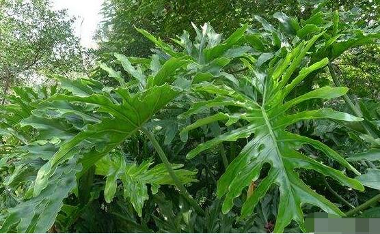 龜背竹施什么肥好，龜背竹施氮磷鉀肥最好