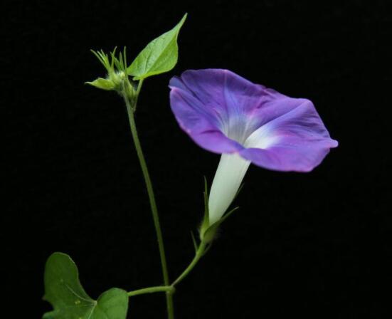 牽?；ǖ木袷鞘裁?，頑強不屈，努力拼搏，積極向上