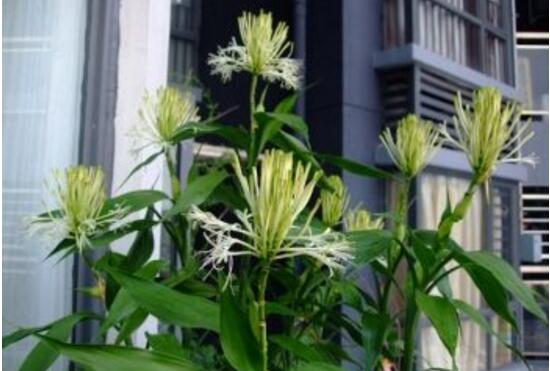 富貴竹會(huì)開(kāi)花嗎，富貴竹開(kāi)花意味著什么