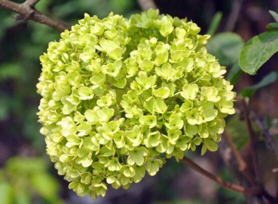 繡球為什么老是蔫葉子，四種原因以及解決辦法