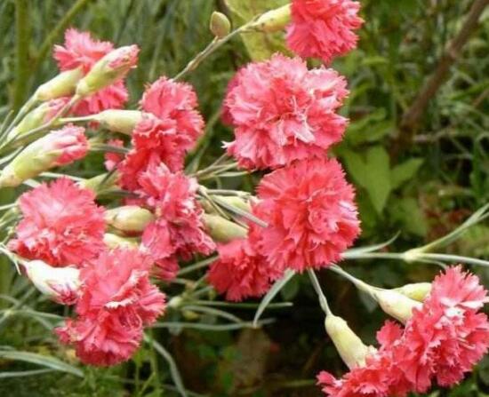 康乃馨爛根還能活嗎，康乃馨爛根怎么辦