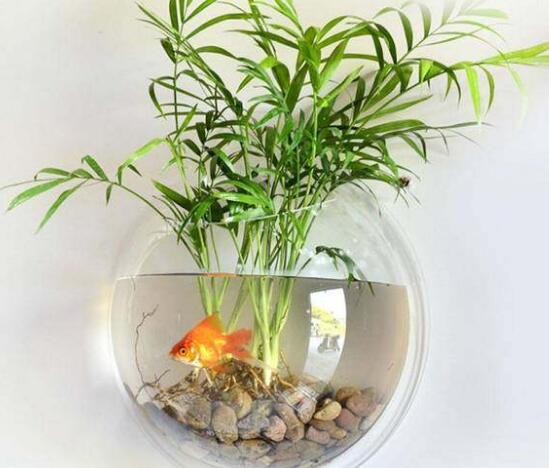 水培綠蘿可以養(yǎng)魚嗎，綠蘿怎么水培方法圖解