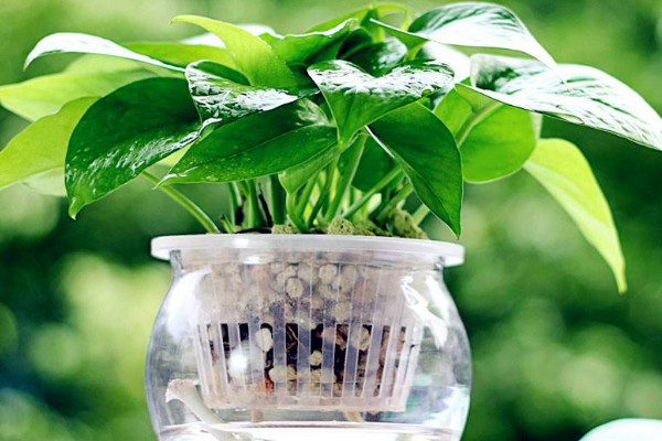 水培綠蘿葉子發(fā)黃怎么辦，勤換水控光溫