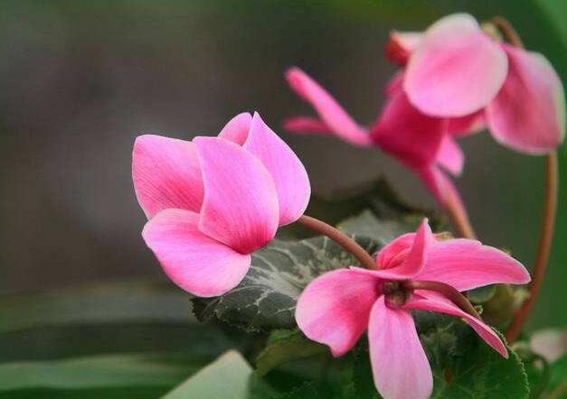 仙客來扦插方法，選擇健康的杵插基質(zhì)很重要