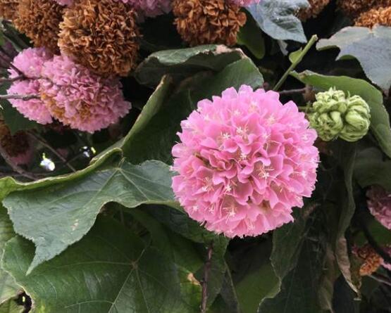 繡球花的栽培管理技術(shù)，老農(nóng)教你最實(shí)用的七大養(yǎng)殖方法