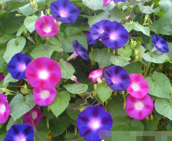 爬藤牽?；ǚN植方法，擇健康飽滿種子/借靠輔助物攀爬