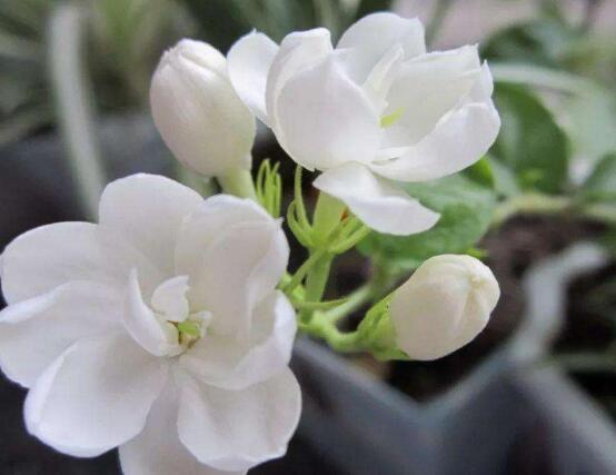 毛茉莉和茉莉花的區(qū)別，教你三種區(qū)別方法(習(xí)性/葉子/花序)