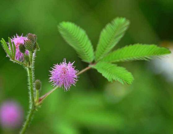 含羞草花期，含羞草花期在每年九月盛放